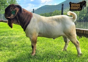 1X Boer Goat Flock Buck Ruan Mans Boer Goat Stud 1584