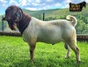 1X Boer Goat Flock Buck Ruan Mans Boer Goat Stud 1584 - 2