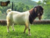 1X Boer Goat Flock Buck Ruan Mans Boer Goat Stud 1584 - 3