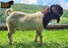 1X Boer Goat Flock Buck Ruan Mans Boer Goat Stud 1584 - 4