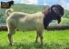 1X Boer Goat Flock Buck Ruan Mans Boer Goat Stud 1584 - 4
