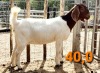 LOT 140 1 X BOERBOK OOI/EWE GREYLING BOERBOKSTOET PS