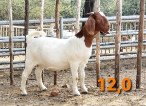 LOT 112 1 X BOERBOK OOI/EWE GREYLING BOERBOKSTOET KUDDE/FLOCK