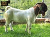 1X Boer Goat Flock Buck Ruan Mans Boer Goat Stud 1584