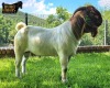 1X Boer Goat Flock Buck Ruan Mans Boer Goat Stud 1584 - 2