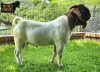 1X Boer Goat Flock Buck Ruan Mans Boer Goat Stud 1584 - 3