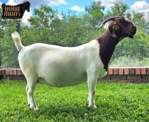 1X Boer Goat PREGNANT stud Doe Ruan Mans Boer Goat 