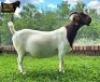 1X Boer Goat PREGNANT stud Doe Ruan Mans Boer Goat
