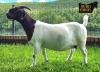 1X Boer Goat PREGNANT stud Doe Ruan Mans Boer Goat - 2