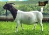 1X Boer Goat PREGNANT stud Doe Ruan Mans Boer Goat - 2