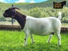 1X Boer Goat PREGNANT stud Doe Ruan Mans Boer Goat - 3