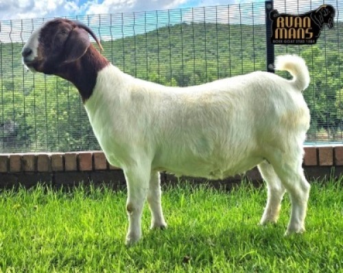 1X Boer Goat PREGNANT Flock Doe Ruan Mans Boer Goat Stud 1584