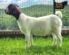 1X Boer Goat PREGNANT Flock Doe Ruan Mans Boer Goat Stud 1584
