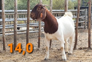 LOT 114 1 X BOERBOK OOI/EWE GREYLING BOERBOKSTOET - KUDDE/FLOCK