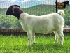 1X Boer Goat PREGNANT Flock Doe Ruan Mans Boer Goat Stud 1584 - 2