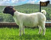 1X Boer Goat PREGNANT Flock Doe Ruan Mans Boer Goat Stud 1584 - 3