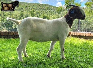 1X Boer Goat PREGNANT Stud Doe Ruan Mans Boer Goat Stud 1584