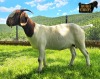 1X Boer Goat PREGNANT Stud Doe Ruan Mans Boer Goat Stud 1584 - 2