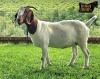 1X Boer Goat PREGNANT Stud Doe Ruan Mans Boer Goat Stud 1584 - 4