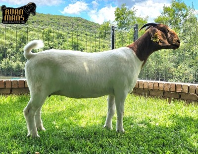 1X Boer Goat PREGNANT Flock Doe Ruan Mans Boer Goat Stud 1584