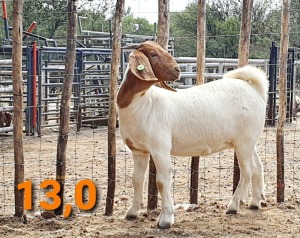 LOT 113 1 X BOERBOK OOI/EWE GREYLING BOERBOKSTOET - KUDDE/FLOCK