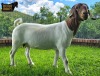 1X Boer Goat PREGNANT Flock Doe Ruan Mans Boer Goat Stud 1584 - 4