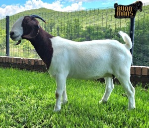 1X Boer Goat PREGNANT Stud Doe Ruan Mans Boer Goat Stud 1584