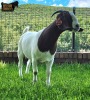 1X Boer Goat PREGNANT Stud Doe Ruan Mans Boer Goat Stud 1584 - 2