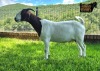 1X Boer Goat PREGNANT Stud Doe Ruan Mans Boer Goat Stud 1584 - 3