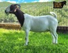 1X Boer Goat PREGNANT Stud Doe Ruan Mans Boer Goat Stud 1584 - 4