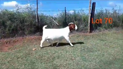 WITHDRAWN - 1+2X Boer Goat Doe Rosewater boerbok stoet 1783