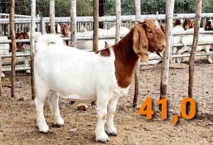 LOT 141 1 X BOERBOK OOI/EWE GREYLING BOERBOKSTOET - KUDDE/FLOCK