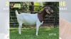 1X Boer Goat PREGNANT Flock Doe Bok Bok Boerdery