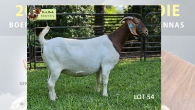 1X Boer Goat PREGNANT Flock Doe Bok Bok Boerdery