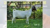 1X Boer Goat PREGNANT Flock Doe Bok Bok Boerdery