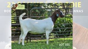 1X Boer Goat PREGNANT Flock Doe Bok Bok Boerdery