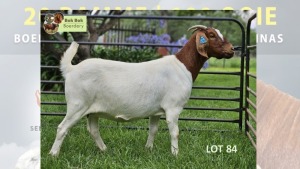 WITHDRAWN - 1X Boer Goat PREGNANT Doe Bok Bok Boerdery