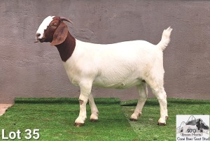 1X Boer Goat Stud Doe Coné Boerbokstoet