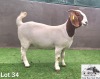 1X Boer Goat PREGNANT Stud Doe Coné Boerbokstoet