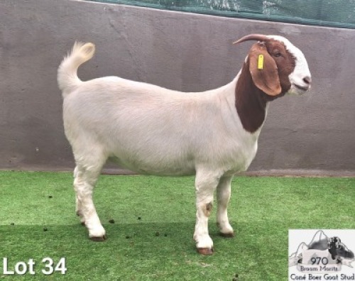 1X Boer Goat PREGNANT Stud Doe Con&eacute; Boerbokstoet