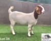 1X Boer Goat PREGNANT Stud Doe Con&eacute; Boerbokstoet