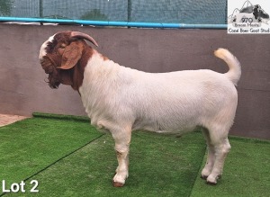 1X Boer Goat Stud Buck Coné Boerbokstoet