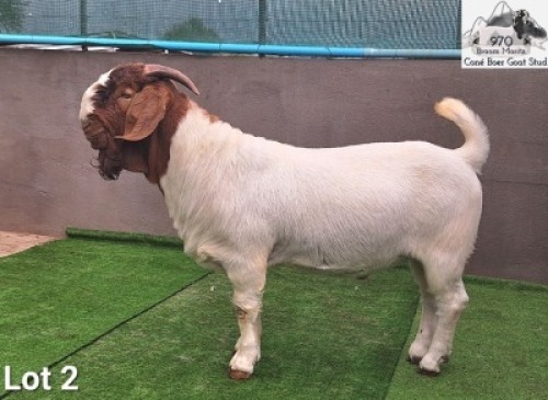 1X Boer Goat Stud Buck Con&eacute; Boerbokstoet