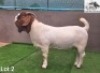 1X Boer Goat Stud Buck Con&eacute; Boerbokstoet