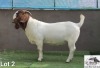 1X Boer Goat Stud Buck Coné Boerbokstoet - 2