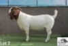 1X Boer Goat Stud Buck Con&eacute; Boerbokstoet - 2
