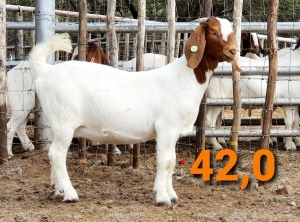 LOT 142 1 X BOERBOK OOI/EWE GREYLING BOERBOKSTOET - KUDDE/FLOCK