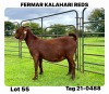 1X Kalahari Red Flock Doe Fermar Kalahari Reds