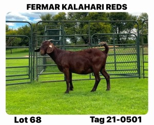 1X Kalahari Red Flock Doe Fermar Kalahari Reds