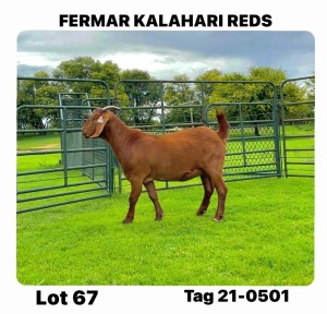 1X Kalahari Red Flock Doe Fermar Kalahari Reds